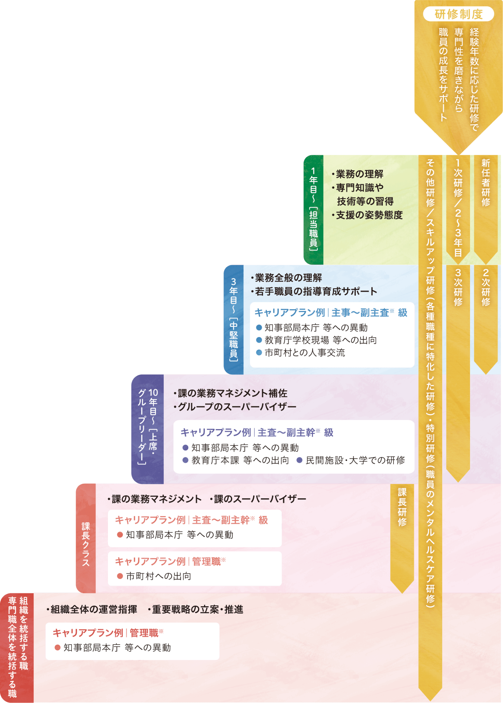 研修制度・キャリアパスの